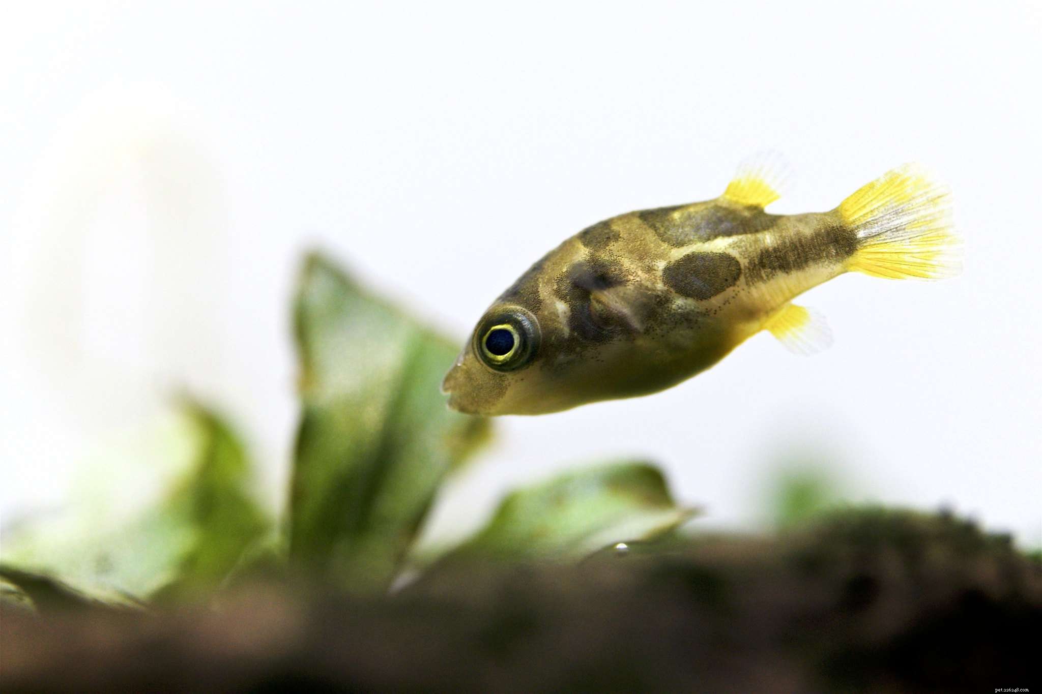 22 Small Freshwater Fish Perfect for Your Aquarium