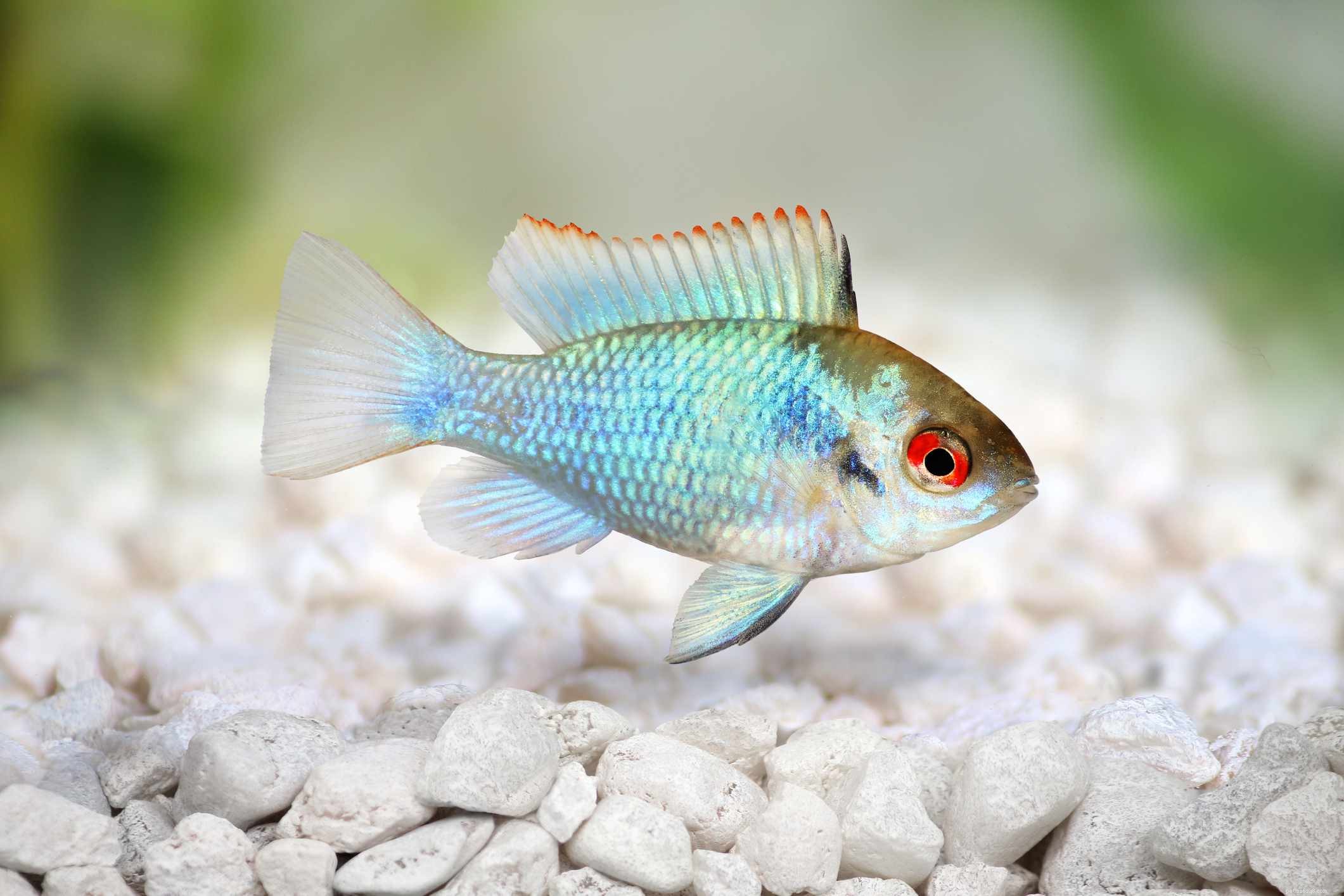 22 Small Freshwater Fish Perfect for Your Aquarium