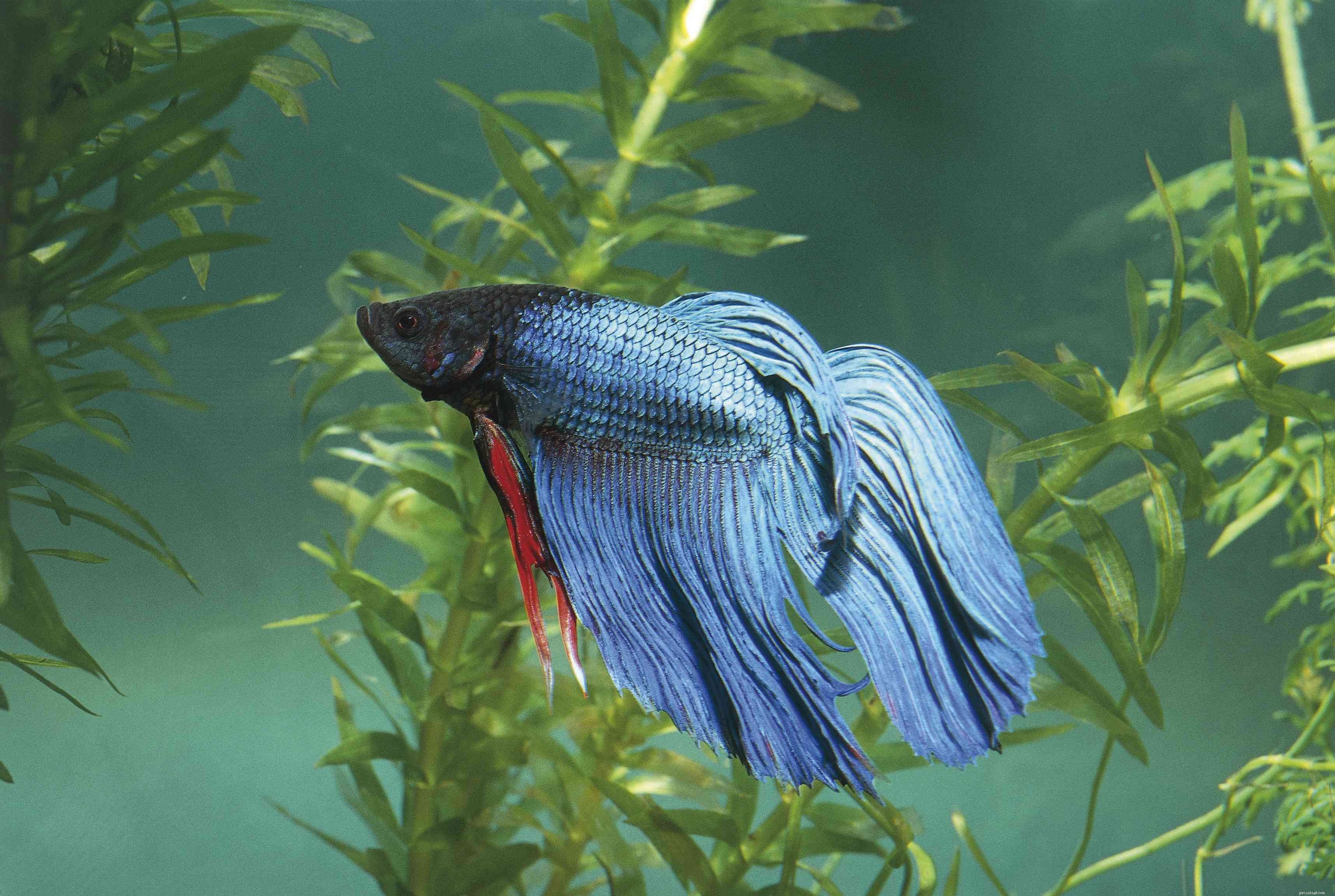 22 Small Freshwater Fish Perfect for Your Aquarium