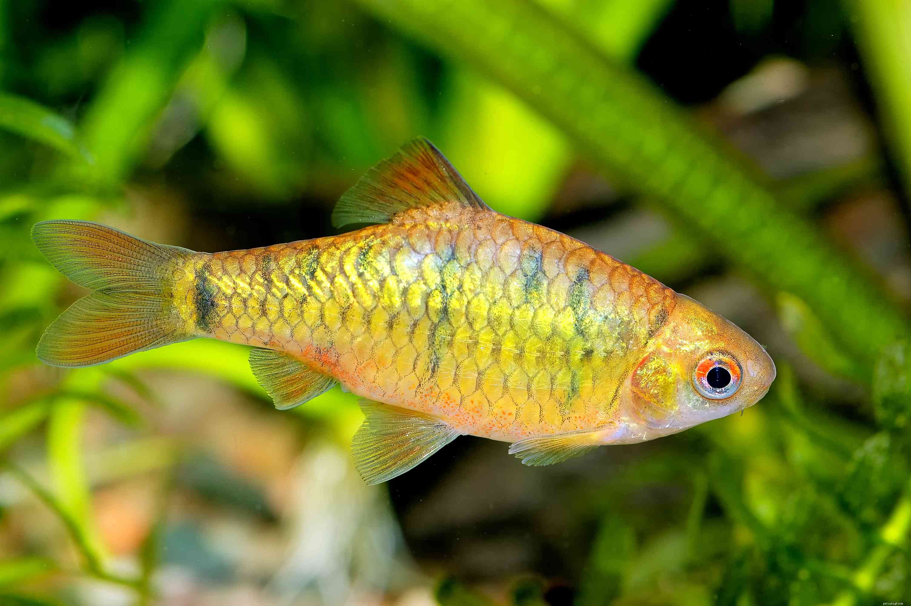 22 Small Freshwater Fish Perfect for Your Aquarium