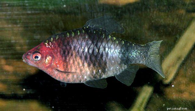 22 Small Freshwater Fish Perfect for Your Aquarium