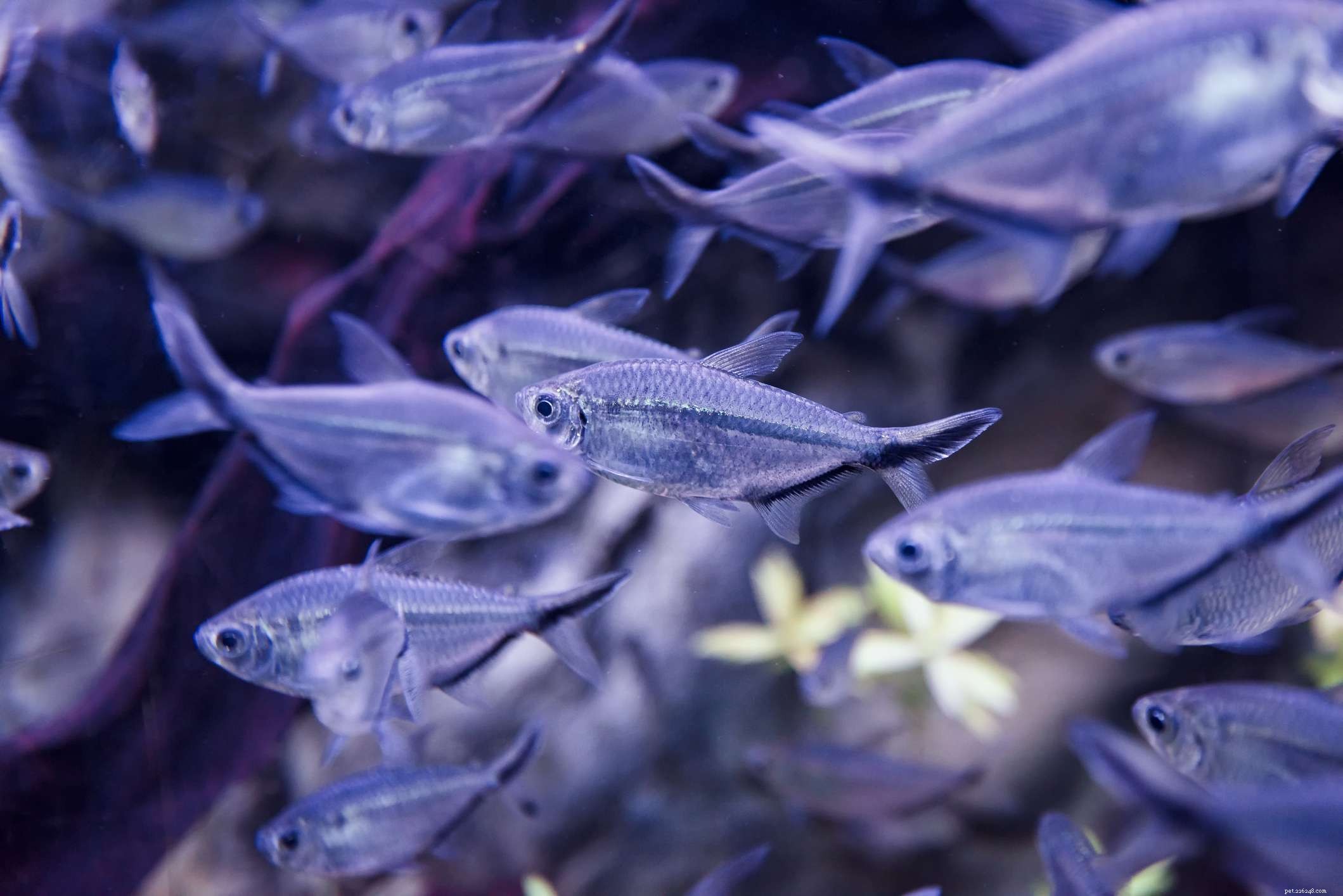 22 Small Freshwater Fish Perfect for Your Aquarium