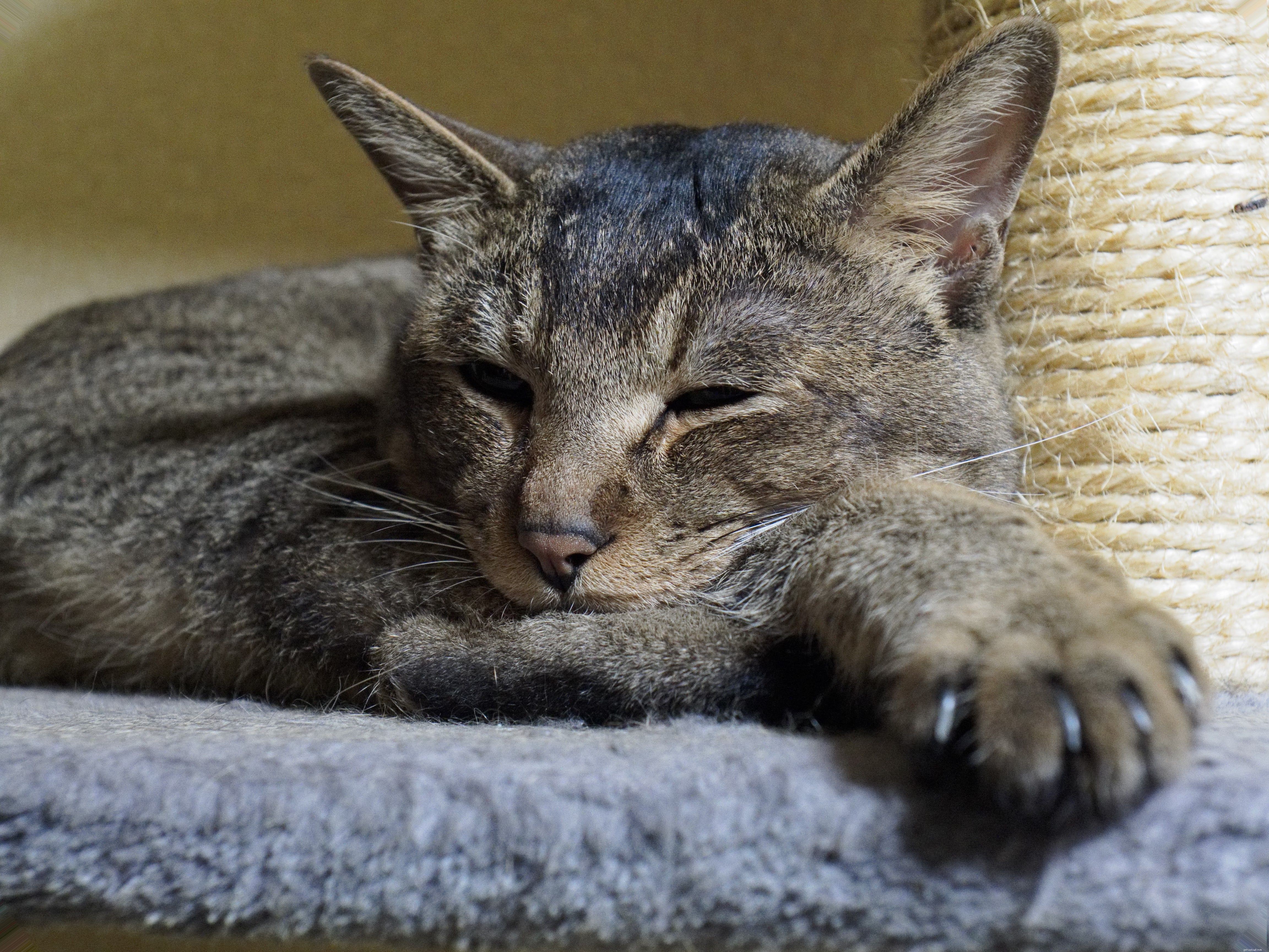 Build Your Own Cat Tree: 8 Free, Easy DIY Plans with Step‑by‑Step Instructions