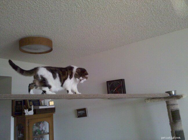 Build Your Own Cat Tree: 8 Free, Easy DIY Plans with Step‑by‑Step Instructions