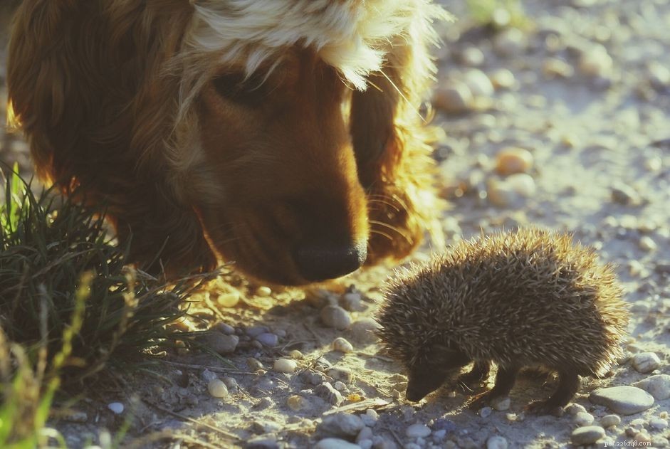 Can Hedgehogs Coexist with Other Pets? A Guide to Compatibility