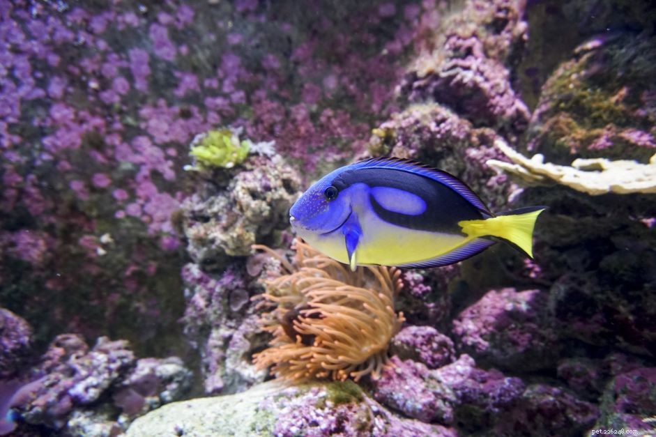 Expert Guide: Diagnose & Treat Saltwater Ich (Cryptocaryon)