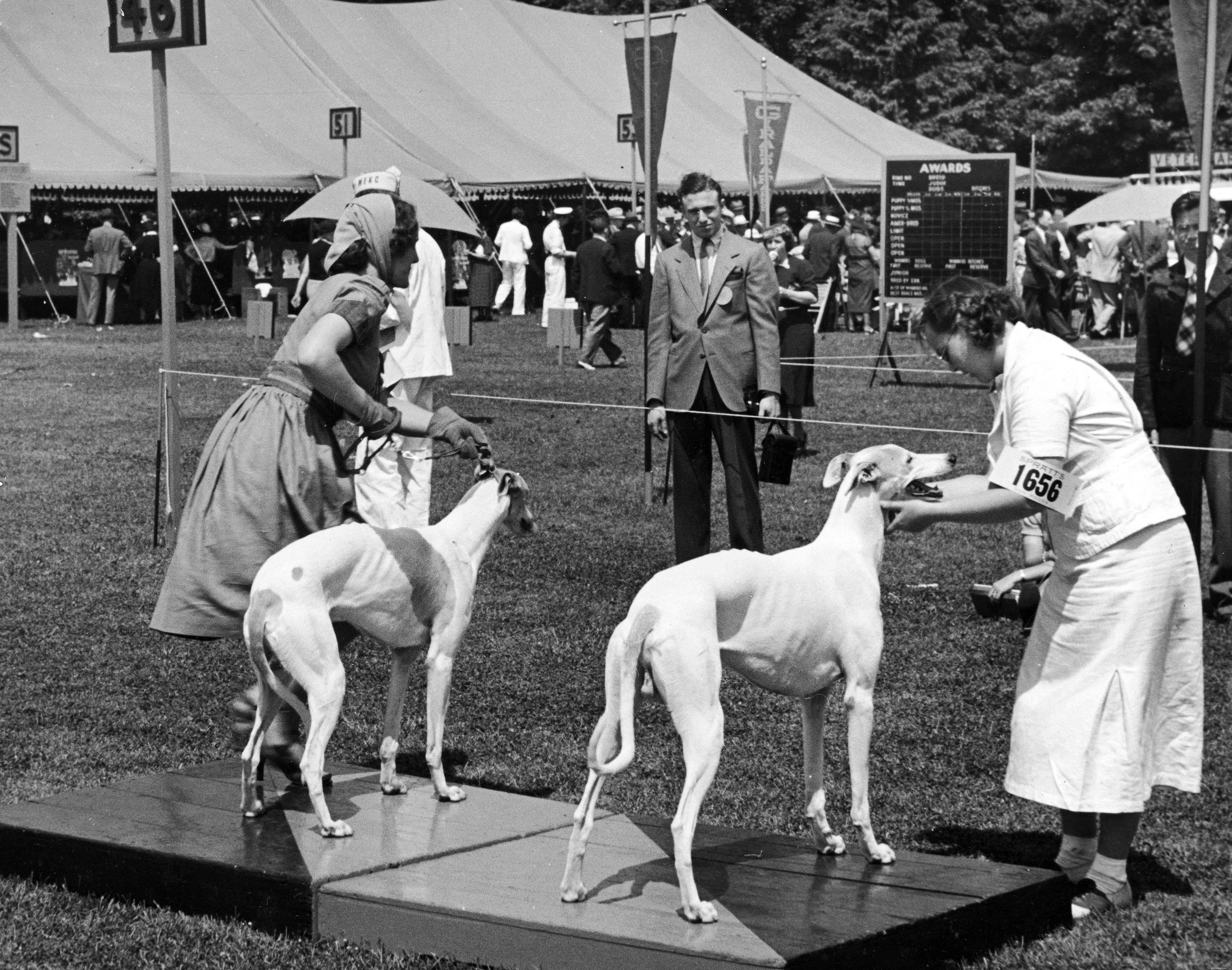 Greyhound Dog: Comprehensive Breed Profile, Care, and Adoption Guide