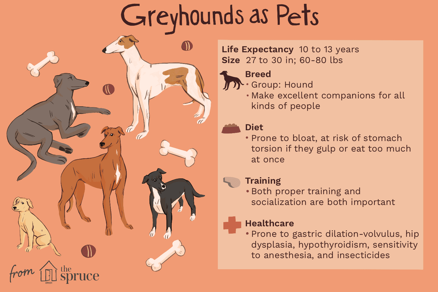 Greyhound Dog: Comprehensive Breed Profile, Care, and Adoption Guide