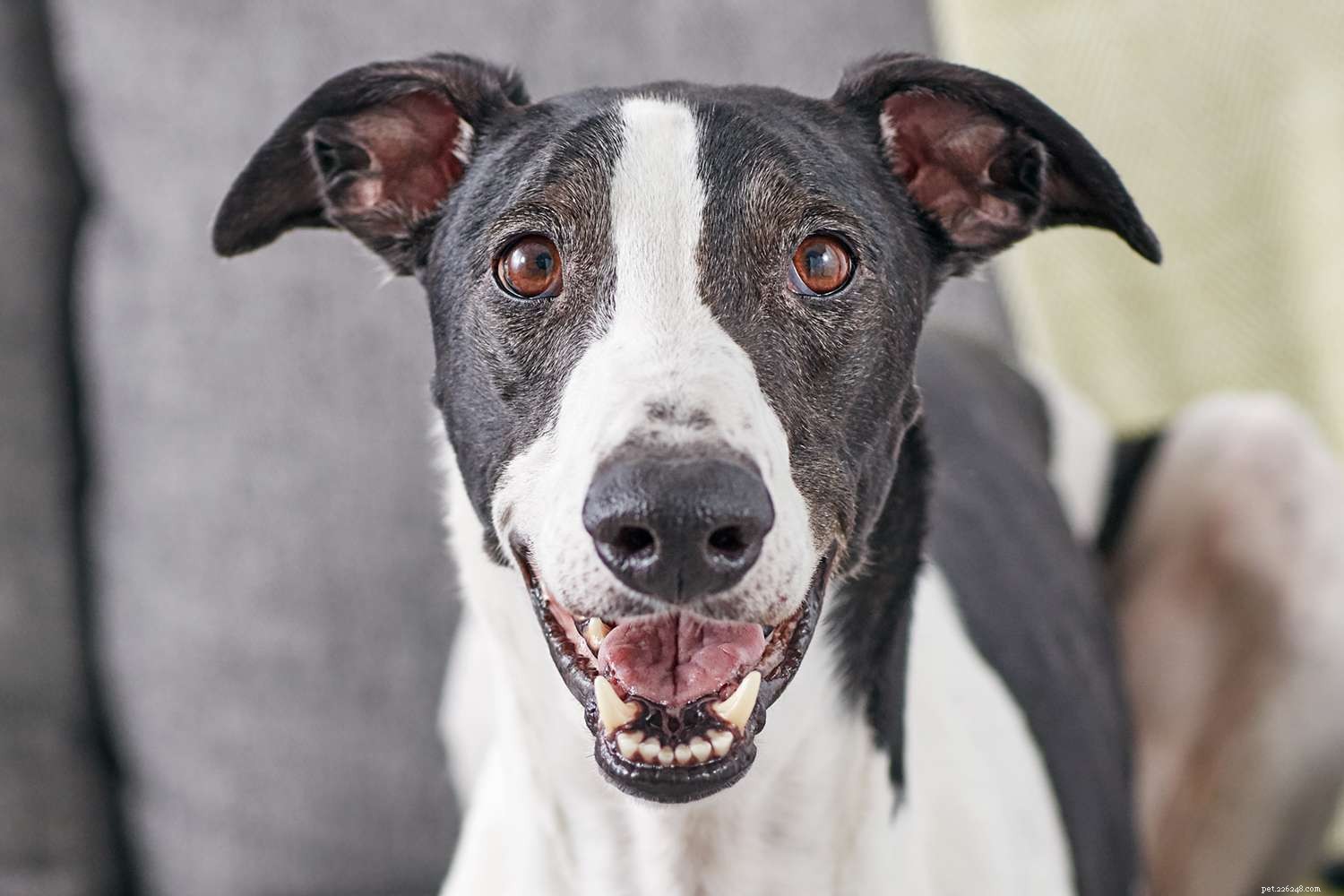 Greyhound Dog: Comprehensive Breed Profile, Care, and Adoption Guide