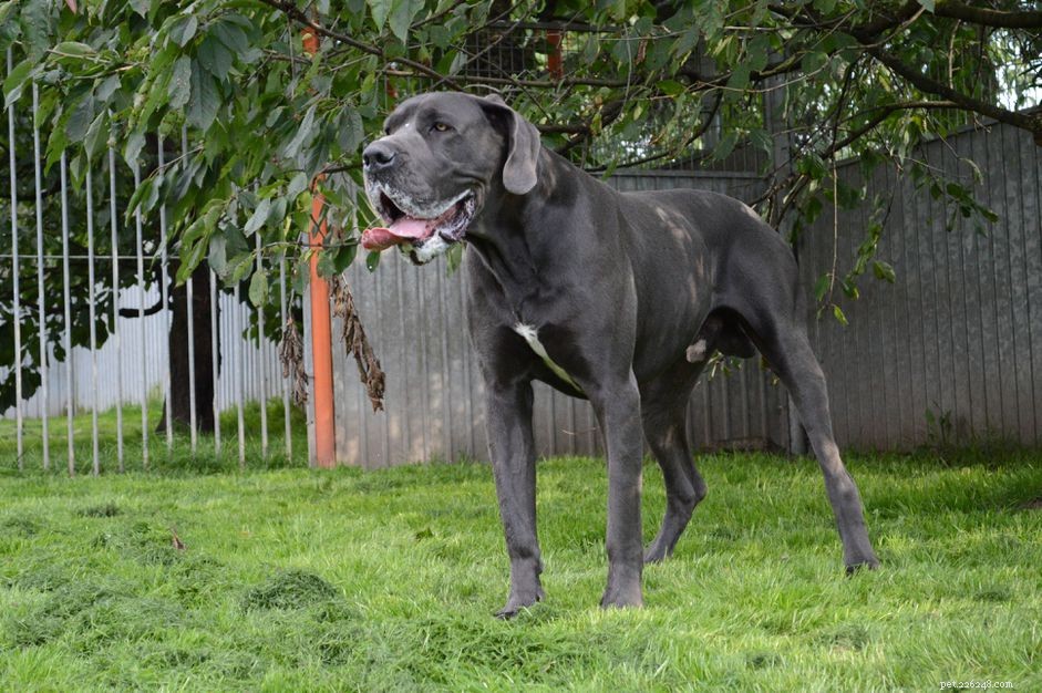 How to Care for Giant Dog Breeds: Expert Tips for Health & Happiness