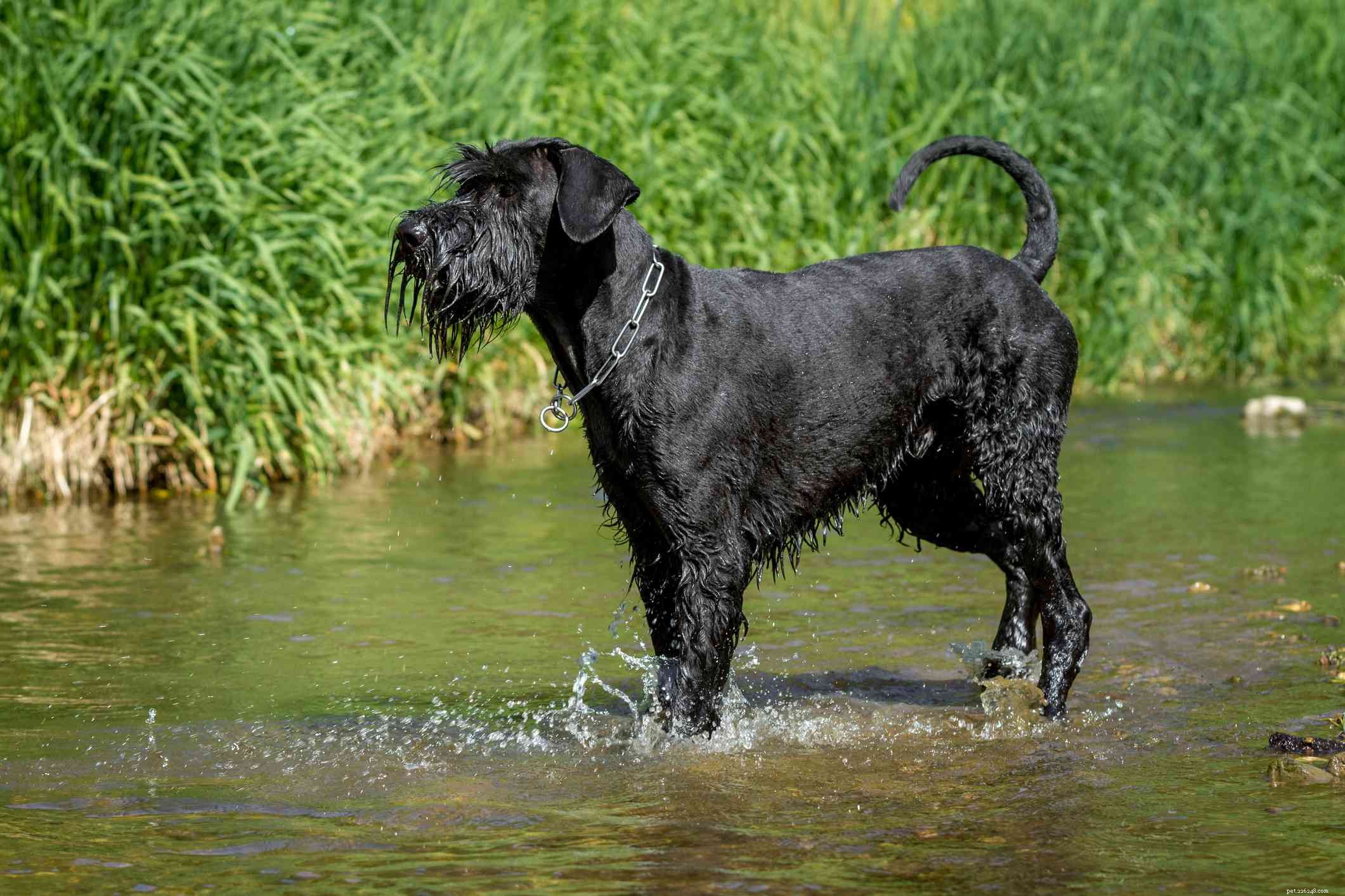 Giant Schnauzer: Comprehensive Guide to Breed Traits, Care, and Training