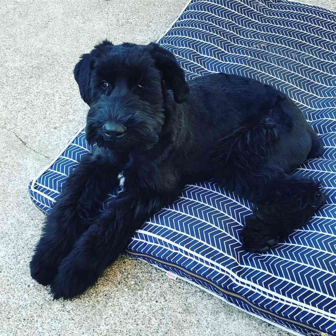 Giant Schnauzer: Comprehensive Guide to Breed Traits, Care, and Training