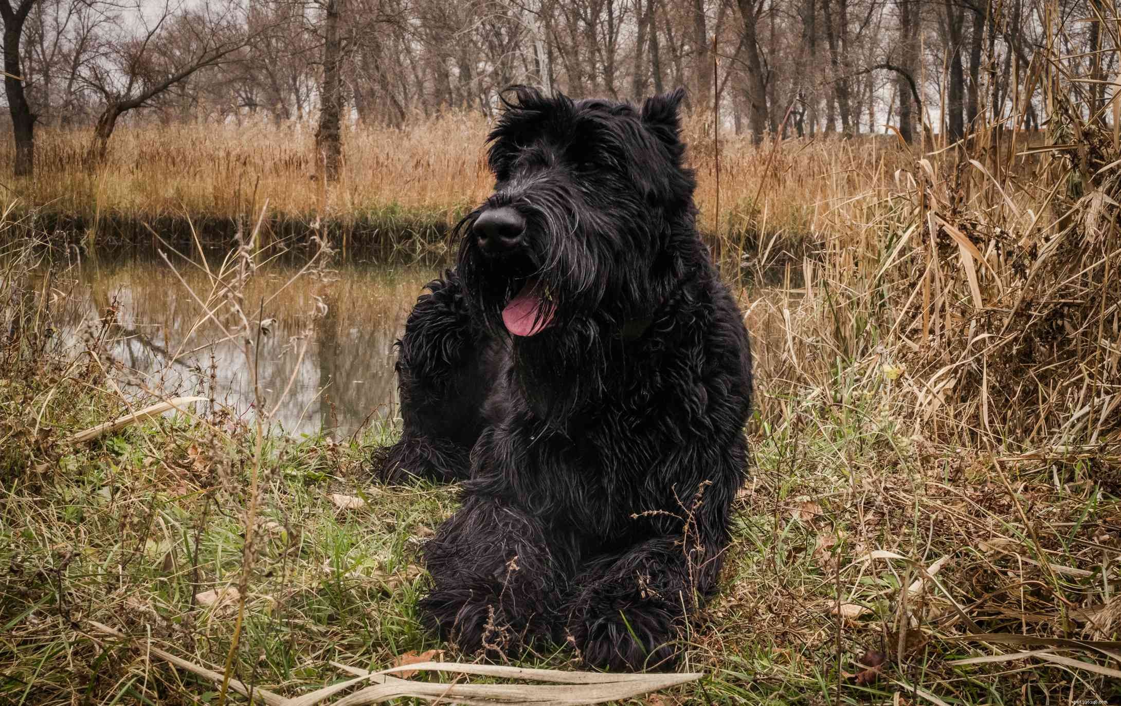 Giant Schnauzer: Comprehensive Guide to Breed Traits, Care, and Training