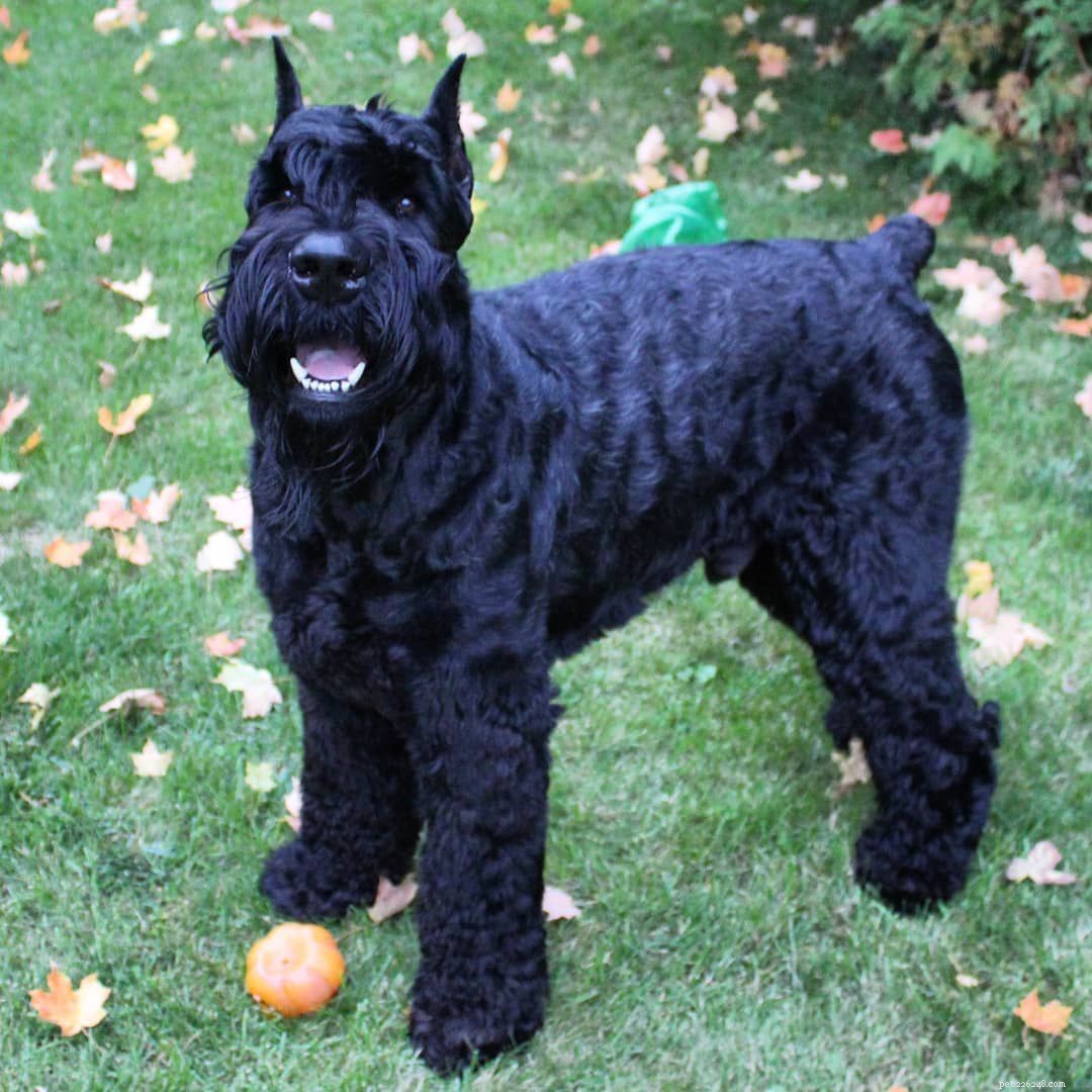 Giant Schnauzer: Comprehensive Guide to Breed Traits, Care, and Training