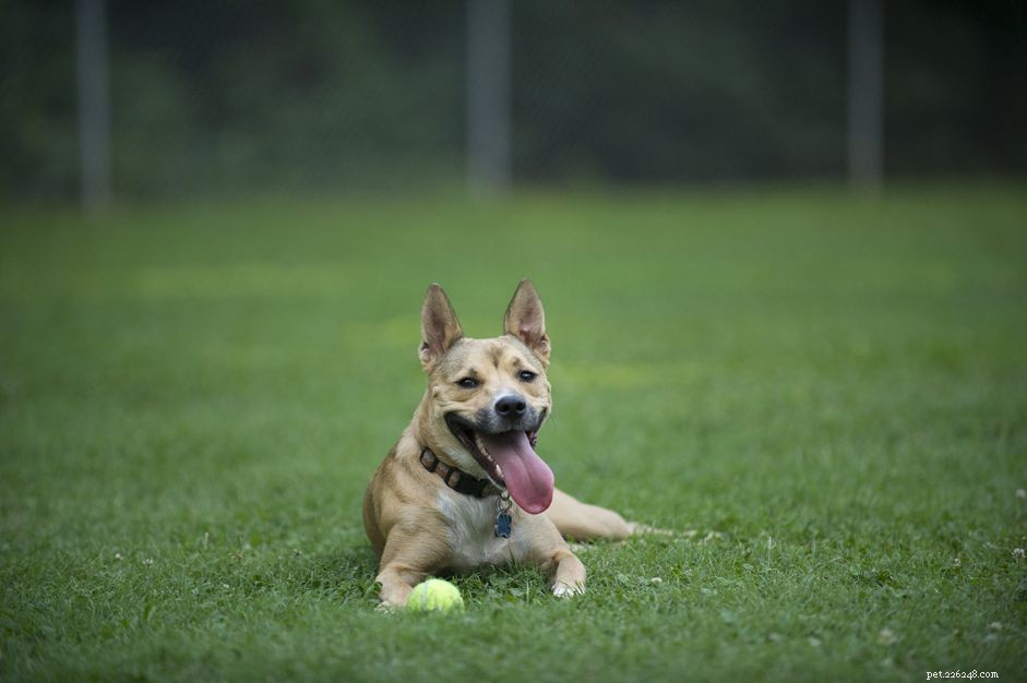 Carolina Dog: Traits, History, and Care Guide