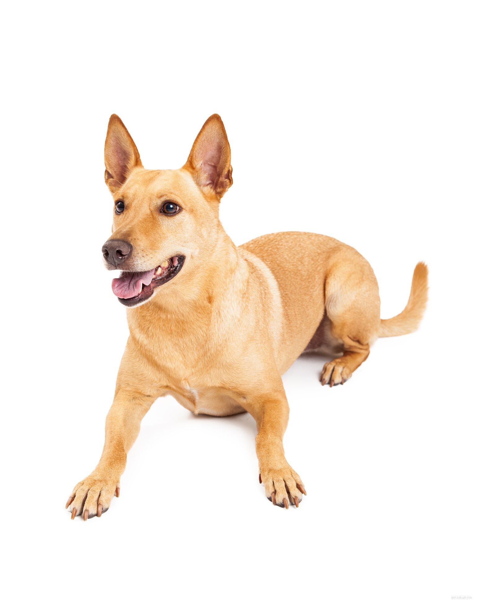 Carolina Dog: Traits, History, and Care Guide