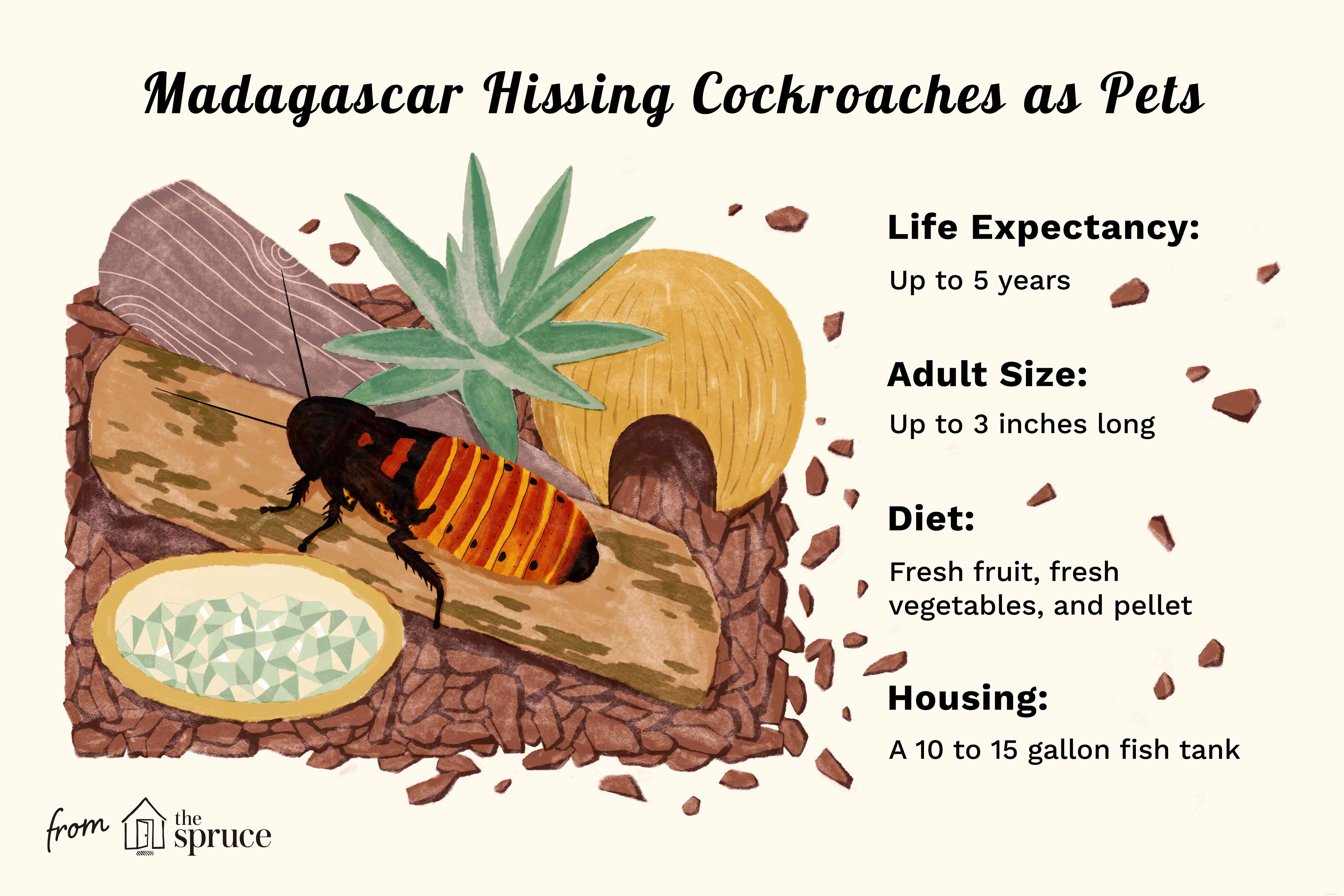 Madagascar Hissing Cockroaches: A Beginner-Friendly Pet Option