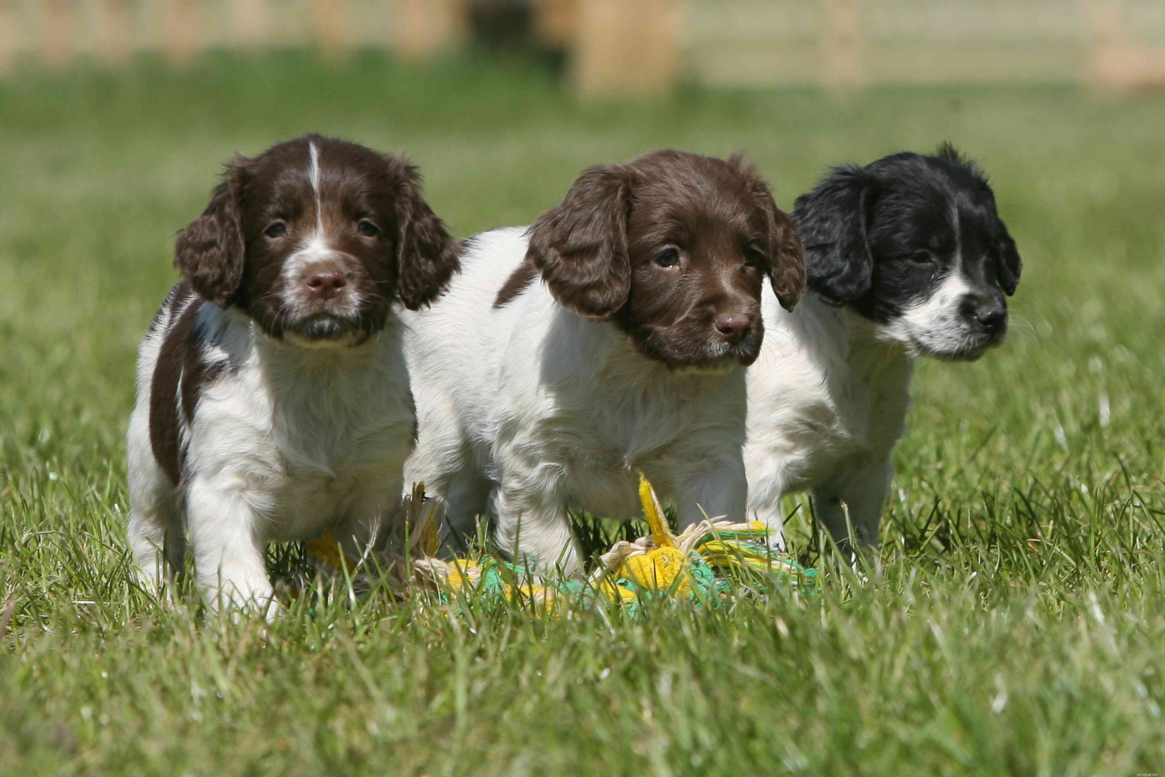 English Springer Spaniel: Characteristics, Care & Training Guide