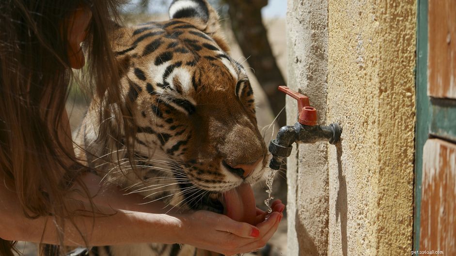 Why Keeping a Tiger as a Pet Is Dangerous and Illegal