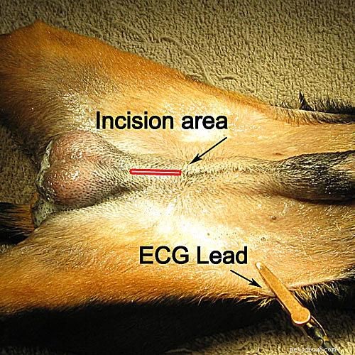 Understanding Canine Neutering: A Professional Guide to Dog Castration Surgery
