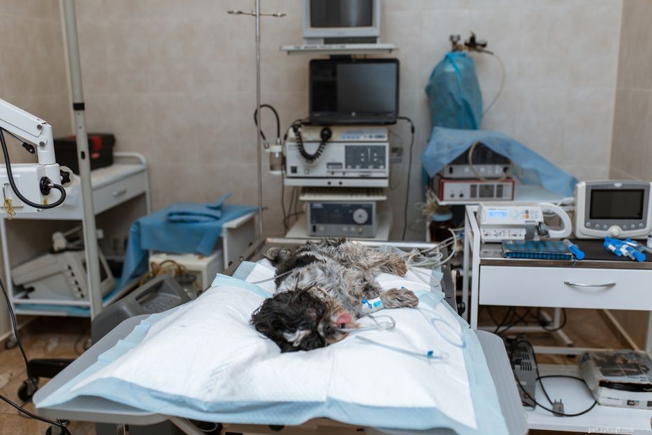 Understanding Canine Neutering: A Professional Guide to Dog Castration Surgery