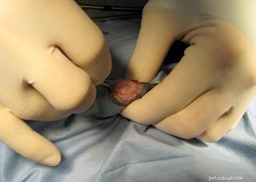 Understanding Canine Neutering: A Professional Guide to Dog Castration Surgery