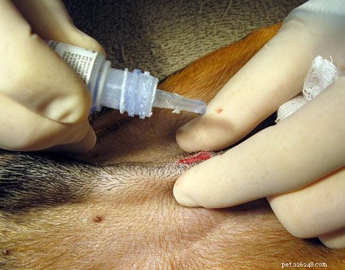 Understanding Canine Neutering: A Professional Guide to Dog Castration Surgery