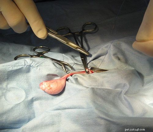 Understanding Canine Neutering: A Professional Guide to Dog Castration Surgery