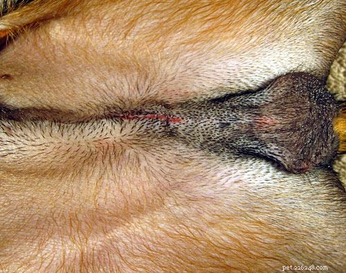 Understanding Canine Neutering: A Professional Guide to Dog Castration Surgery
