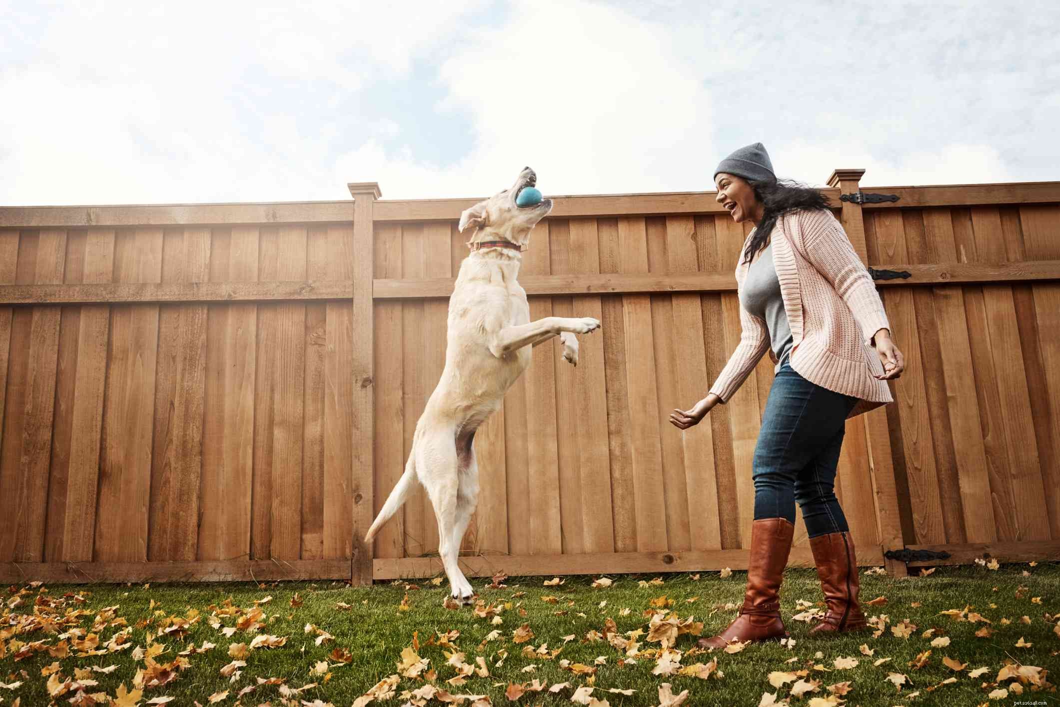 5 Engaging Games to Bond and Train Your Dog