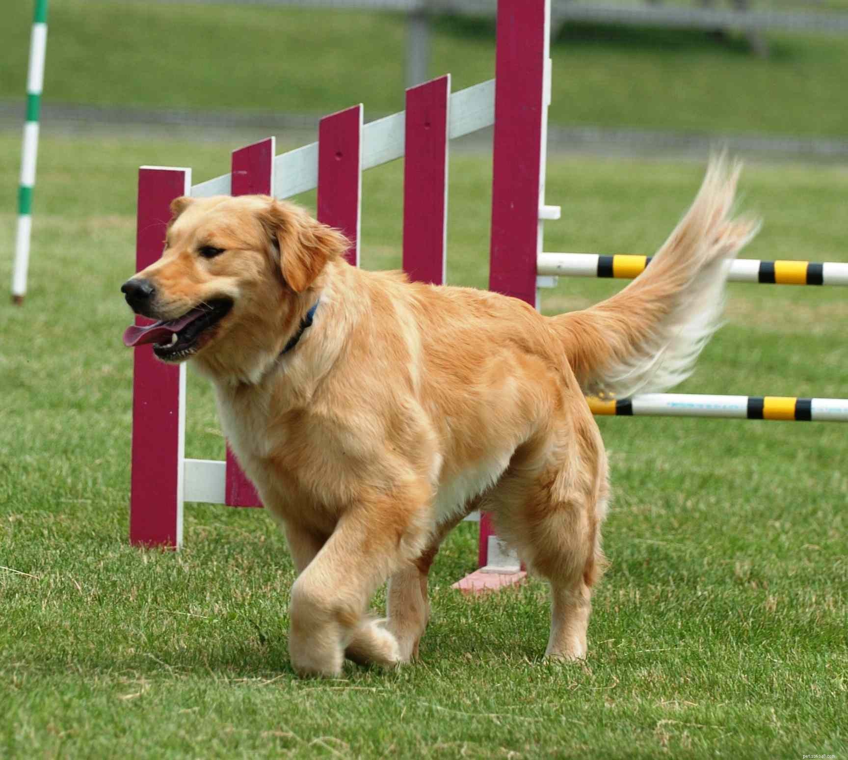 5 Engaging Games to Bond and Train Your Dog