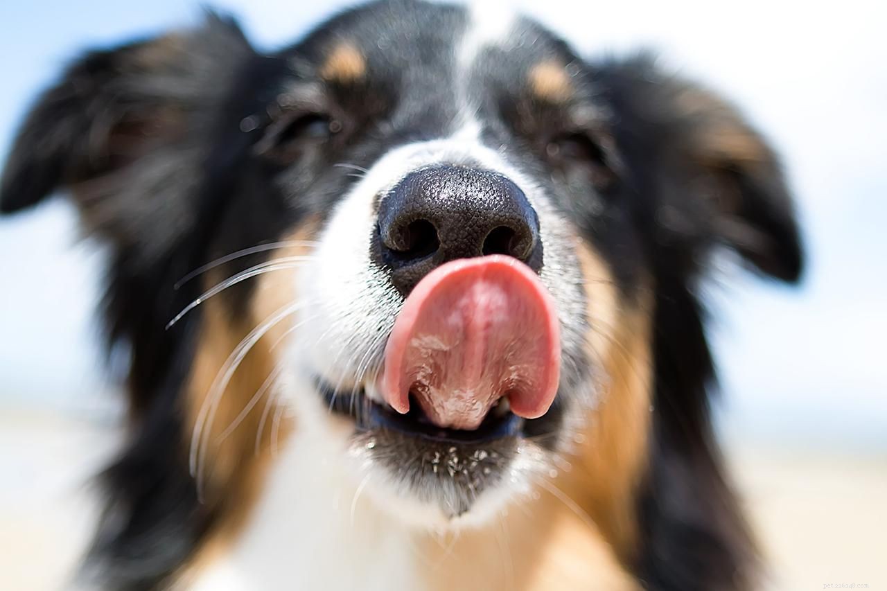 5 Engaging Games to Bond and Train Your Dog