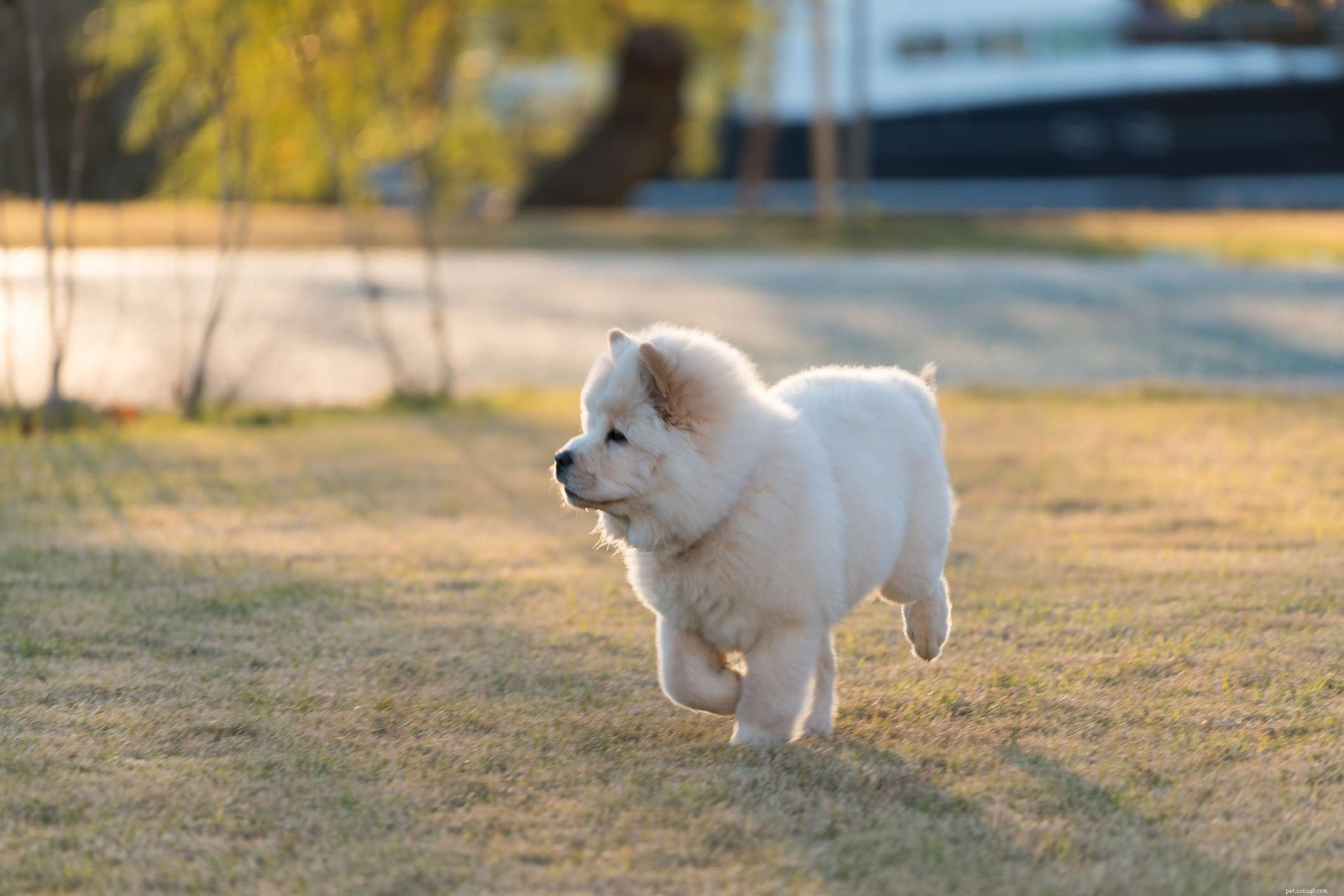 Chow Chow Dog Breed: Key Traits, Care, and Health Guide