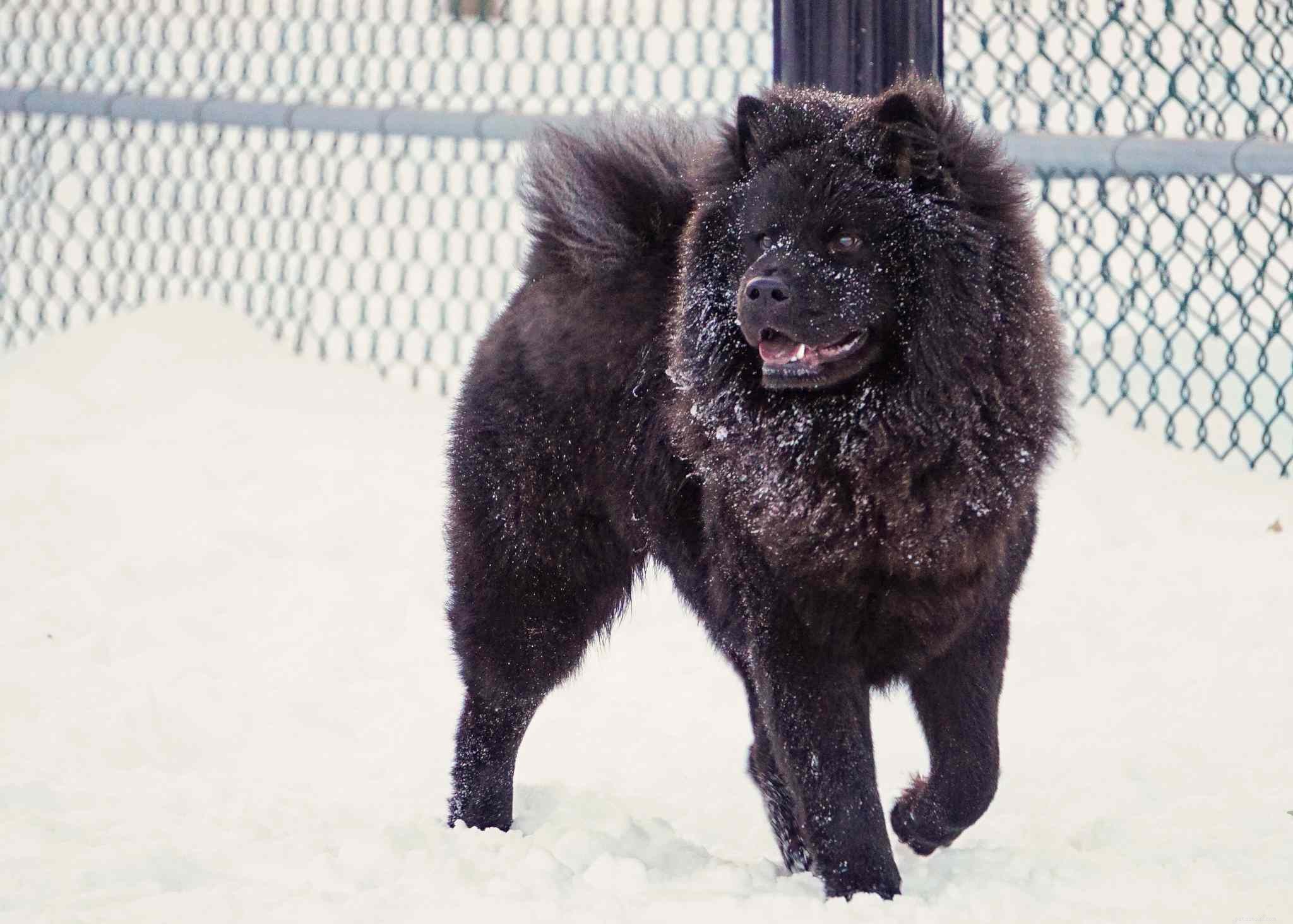 Chow Chow Dog Breed: Key Traits, Care, and Health Guide