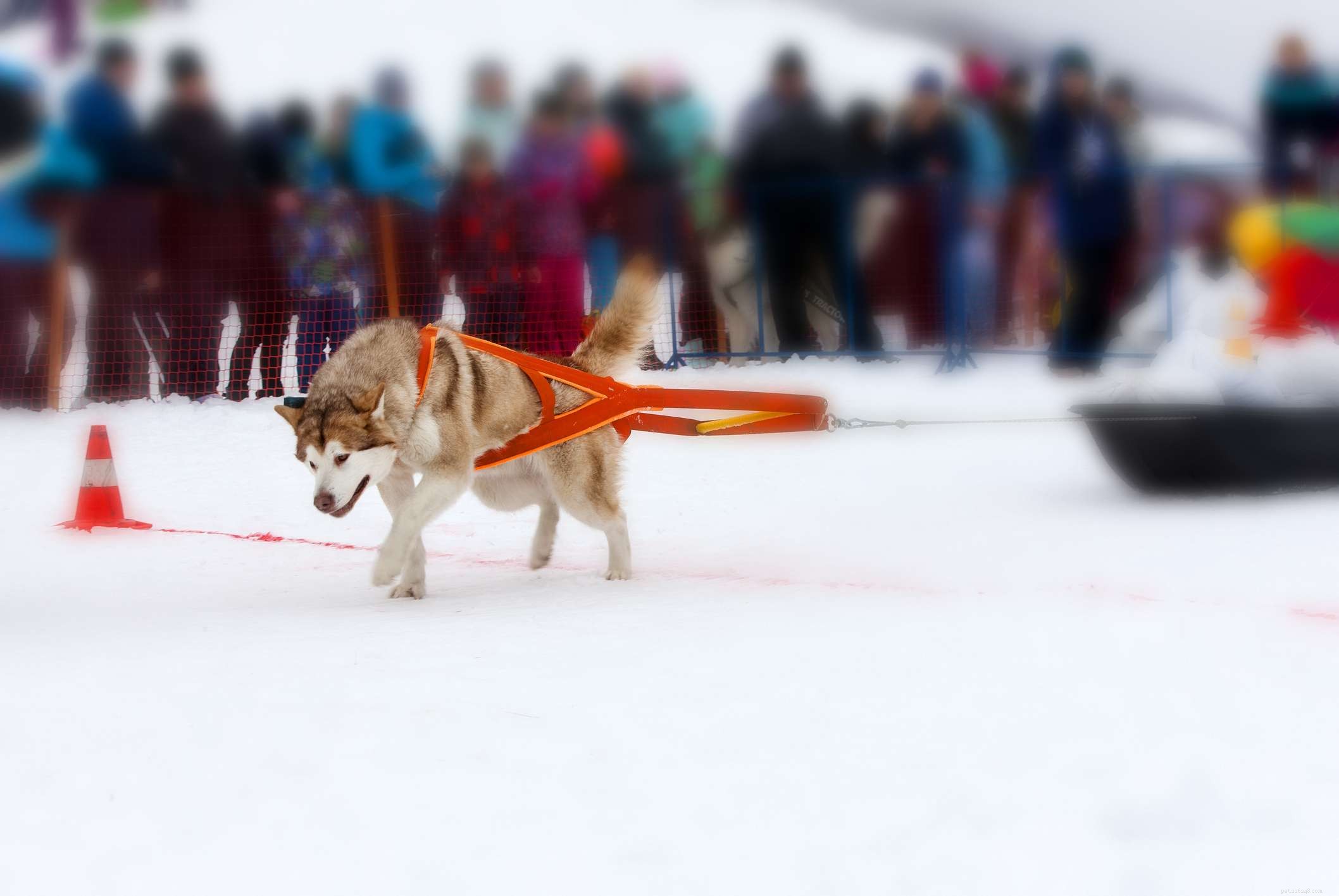 Alaskan Malamute: Traits, Care, and Training Guide