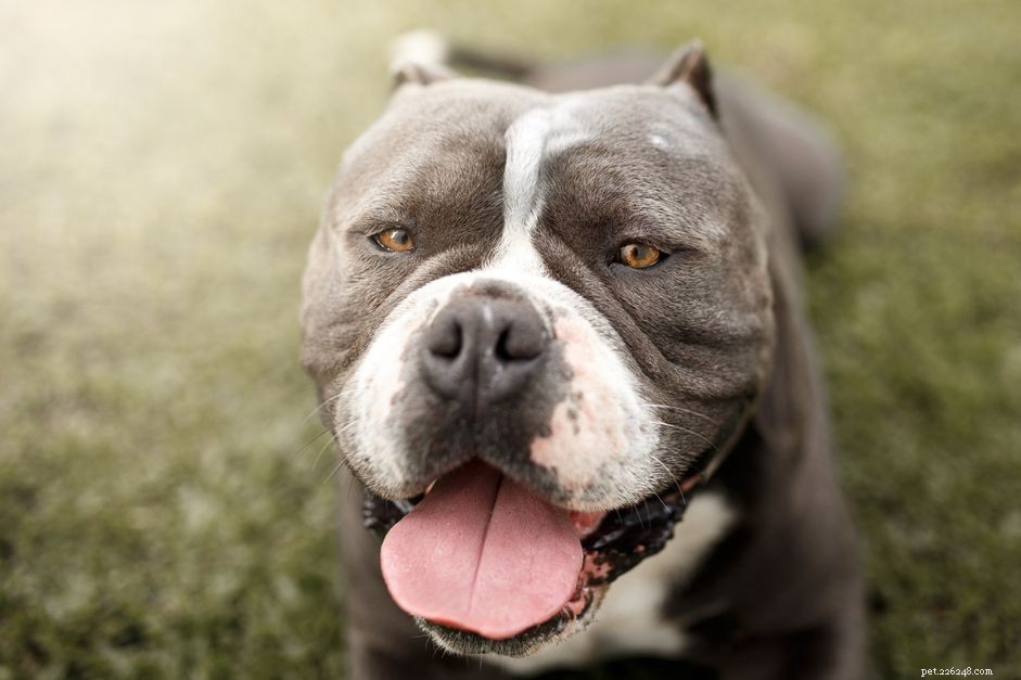 Understanding the Pit Bull: Facts, Misconceptions, and Responsible Ownership