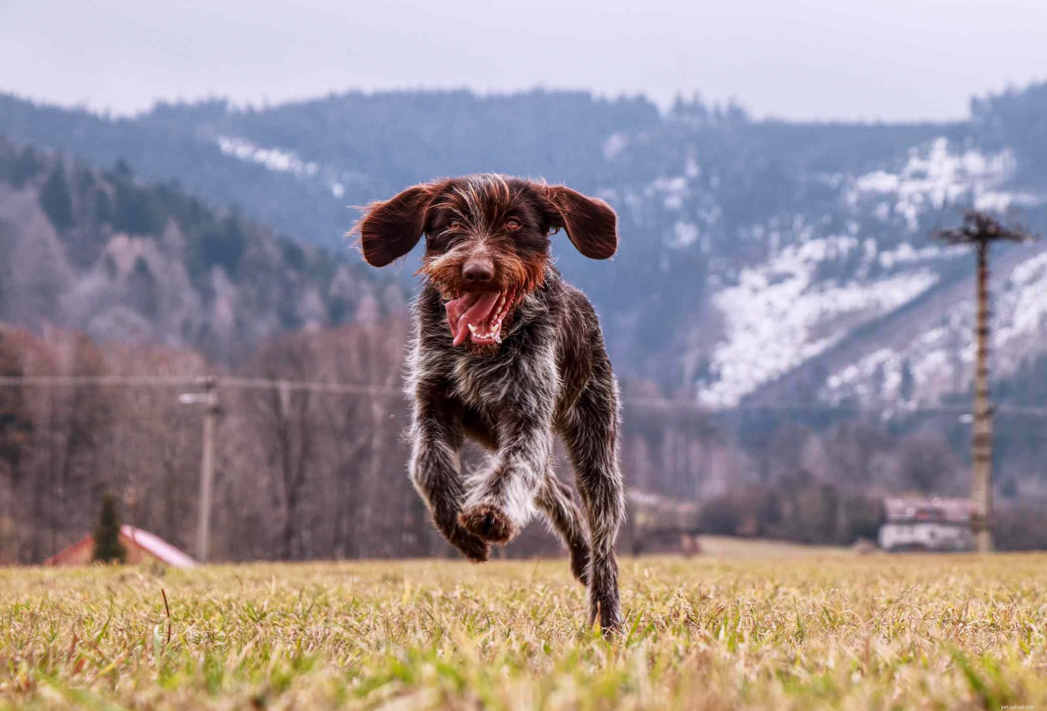 Wirehaired Pointing Griffon: Essential Traits, Care, and Adoption Guide