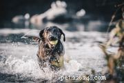 Wirehaired Pointing Griffon: Essential Traits, Care, and Adoption Guide