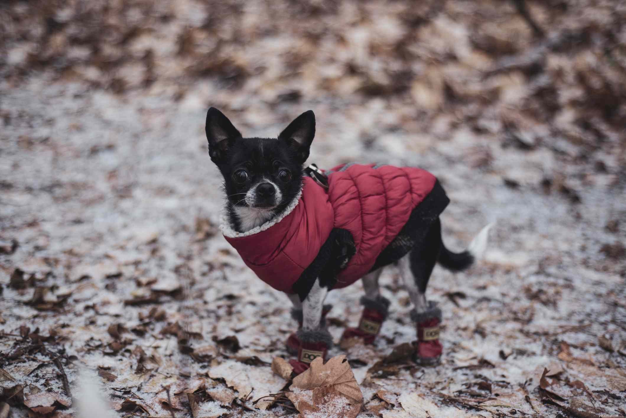 Keep Your Dog Active and Healthy This Winter: 6 Expert Tips