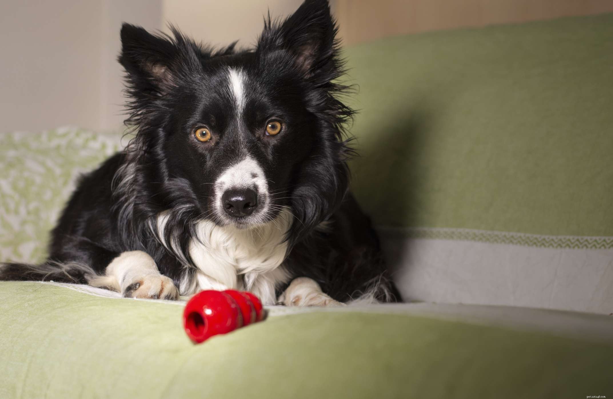 Keep Your Dog Active and Healthy This Winter: 6 Expert Tips