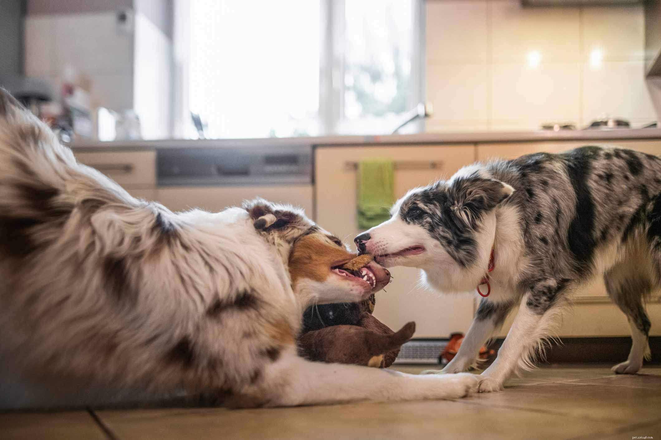 Keep Your Dog Active and Healthy This Winter: 6 Expert Tips