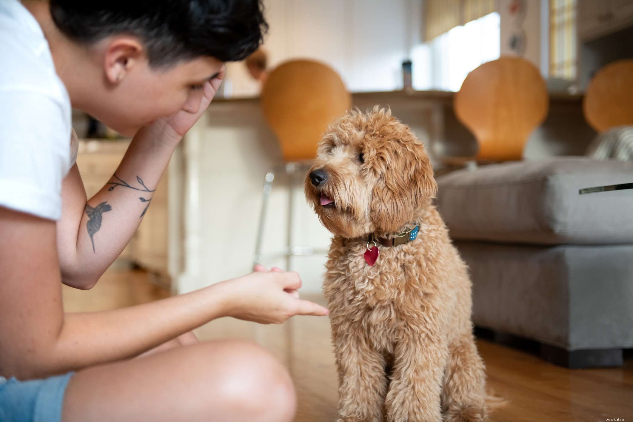 Keep Your Dog Active and Healthy This Winter: 6 Expert Tips