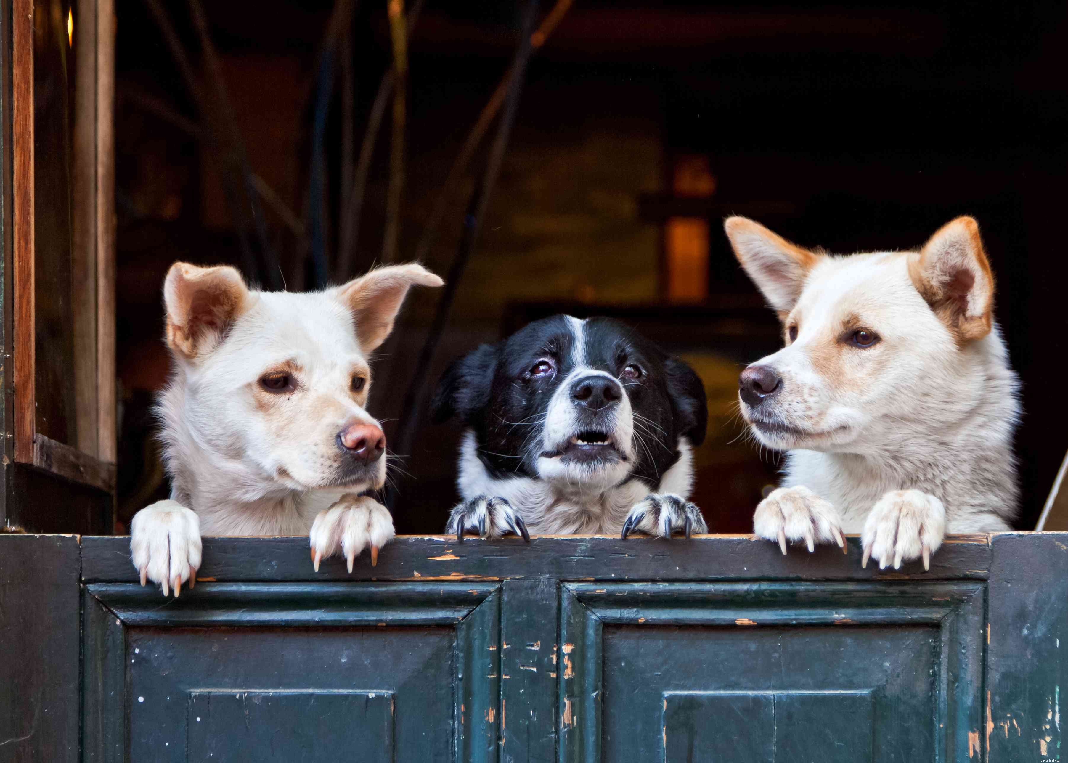 Keep Your Dog Active and Healthy This Winter: 6 Expert Tips