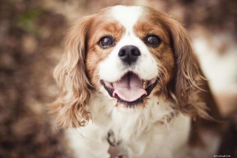 Cavalier King Charles Spaniel: Comprehensive Guide to Traits, Care & Training
