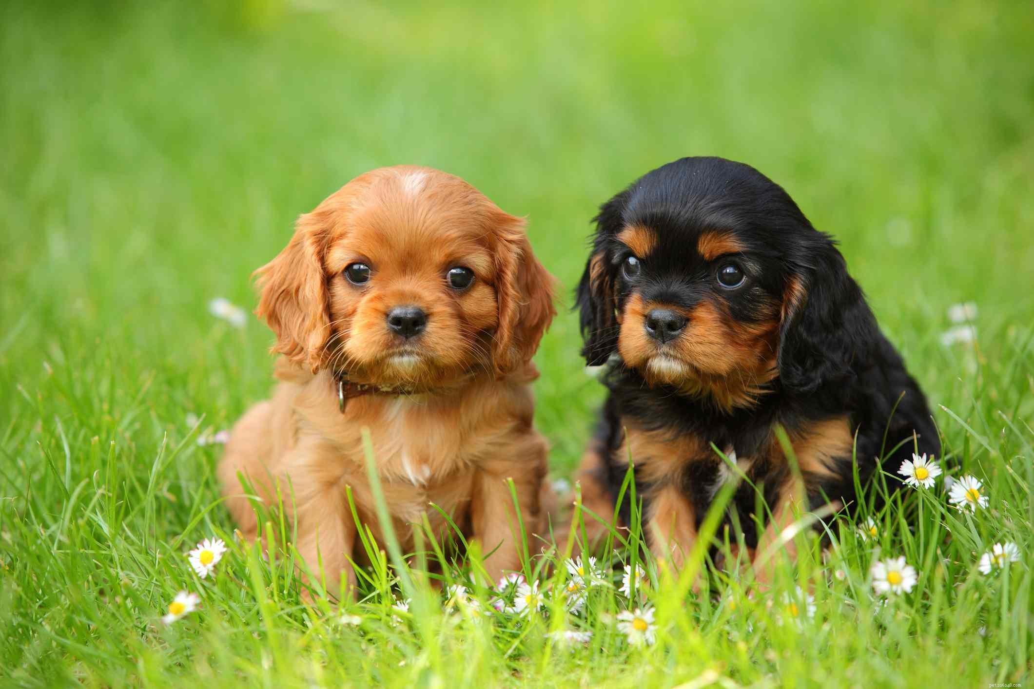Cavalier King Charles Spaniel: Comprehensive Guide to Traits, Care & Training
