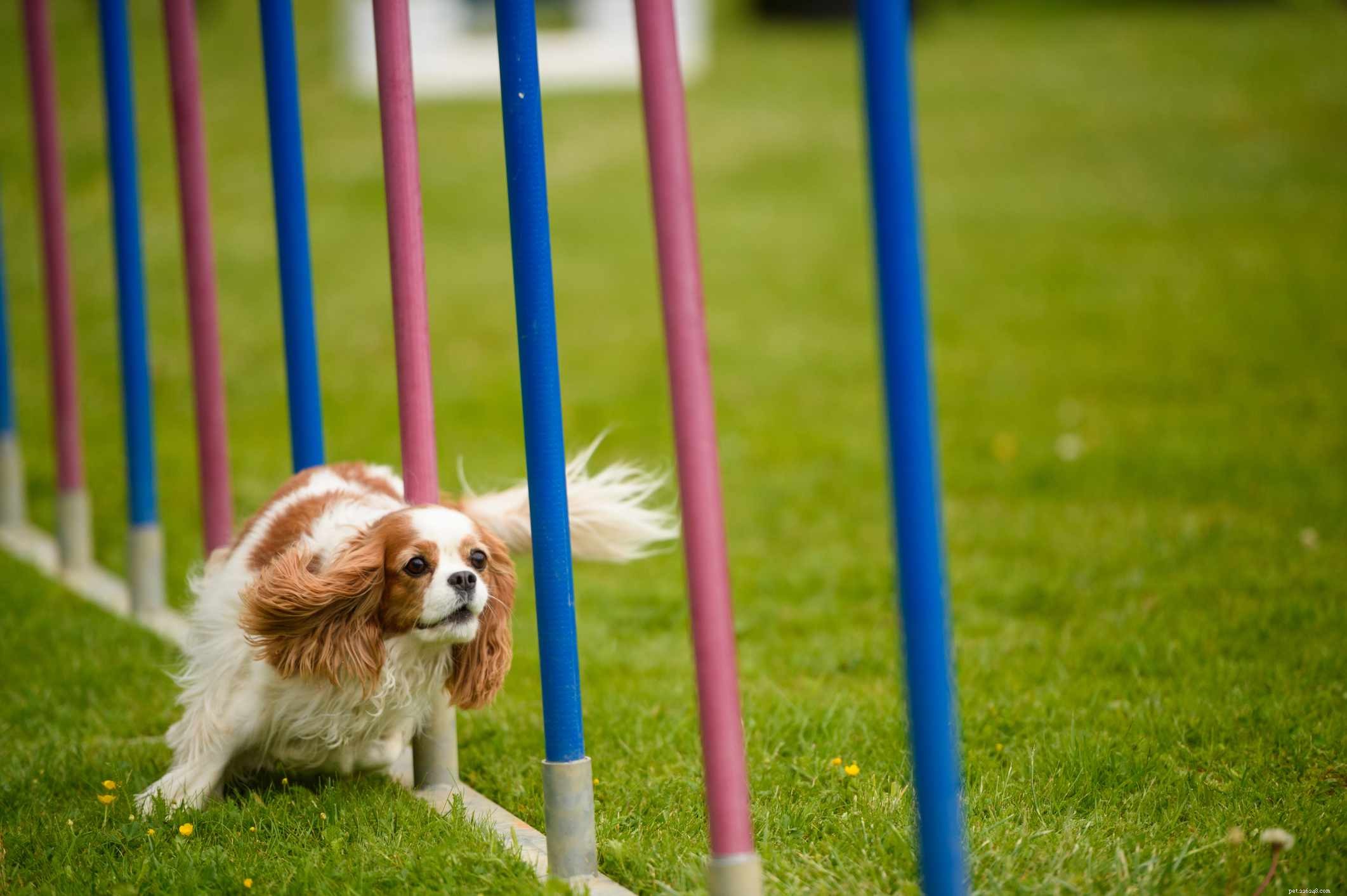 Cavalier King Charles Spaniel: Comprehensive Guide to Traits, Care & Training