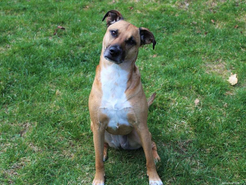 Black Mouth Cur: Traits, Care, and Training for the Loyal Ranch Dog
