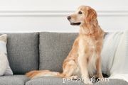 Cavalier King Charles Spaniel: Comprehensive Guide to Traits, Care & Training