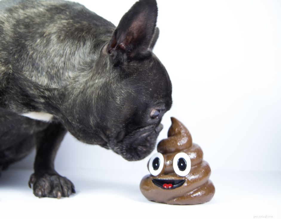 Safe Treatments for Your Dog s Diarrhea: What to Give and What to Avoid