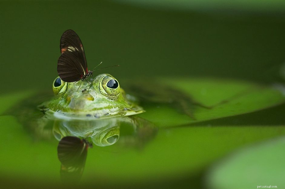 What Do Frogs Eat? A Complete Guide to Feeding Your Frog